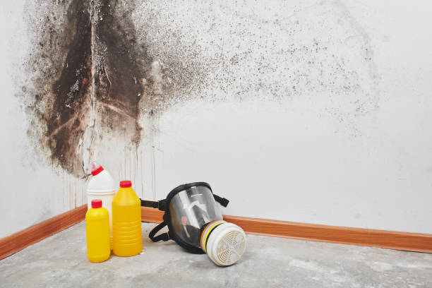 Best Professional Mold Removal  in Hollywood Park, TX