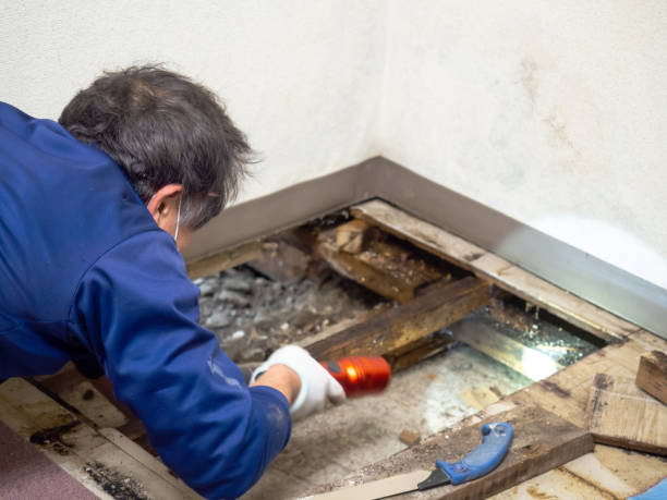 Best Commercial Mold Removal  in Hollywood Park, TX