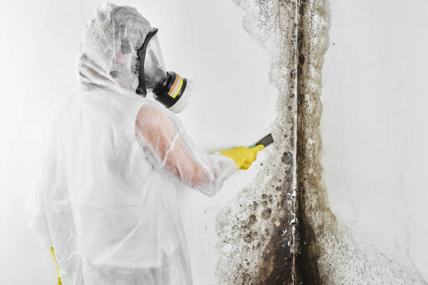 Best Mold Testing  in Hollywood Park, TX