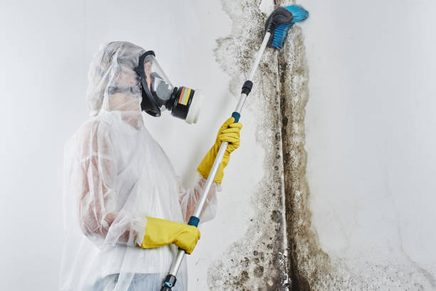 Best Certified Mold Removal  in Hollywood Park, TX