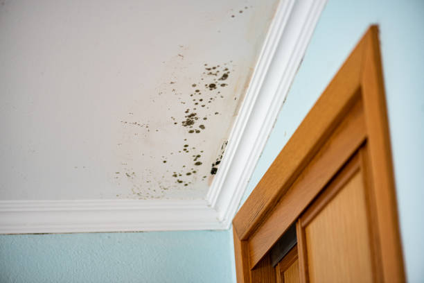 Hollywood Park, TX Mold Removal Company