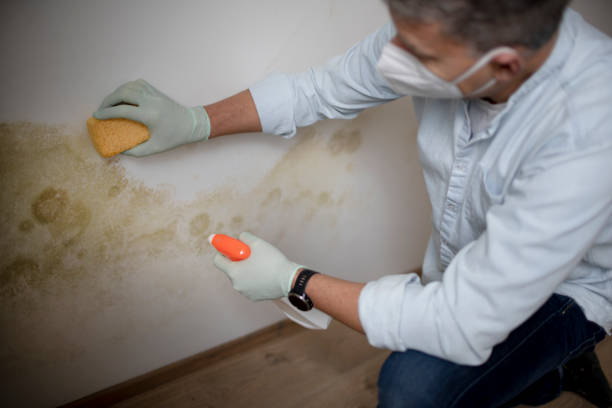 Best Same-Day Mold Removal  in Hollywood Park, TX