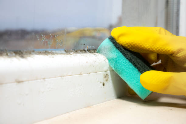 Best Mold Removal Specialists  in Hollywood Park, TX