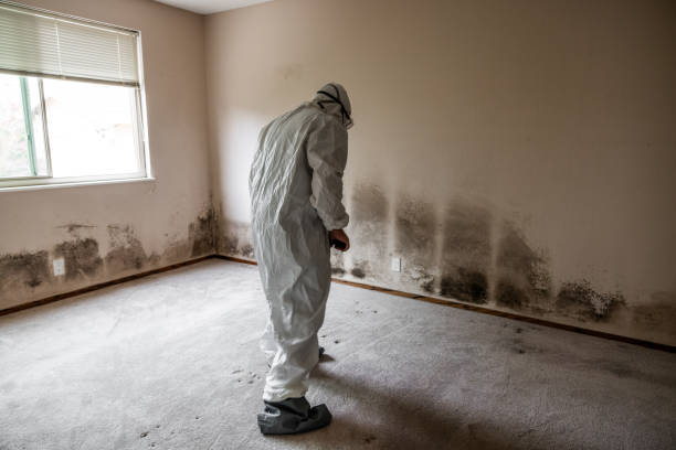 Crawl Space Mold Removal in Hollywood Park, TX