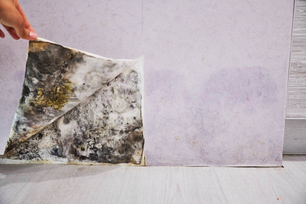 Best Mold Removal Company Near Me  in Hollywood Park, TX